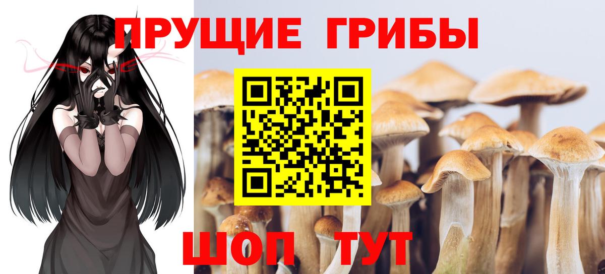 Псилоцибиновые грибы Psilocybe Солнечногорск